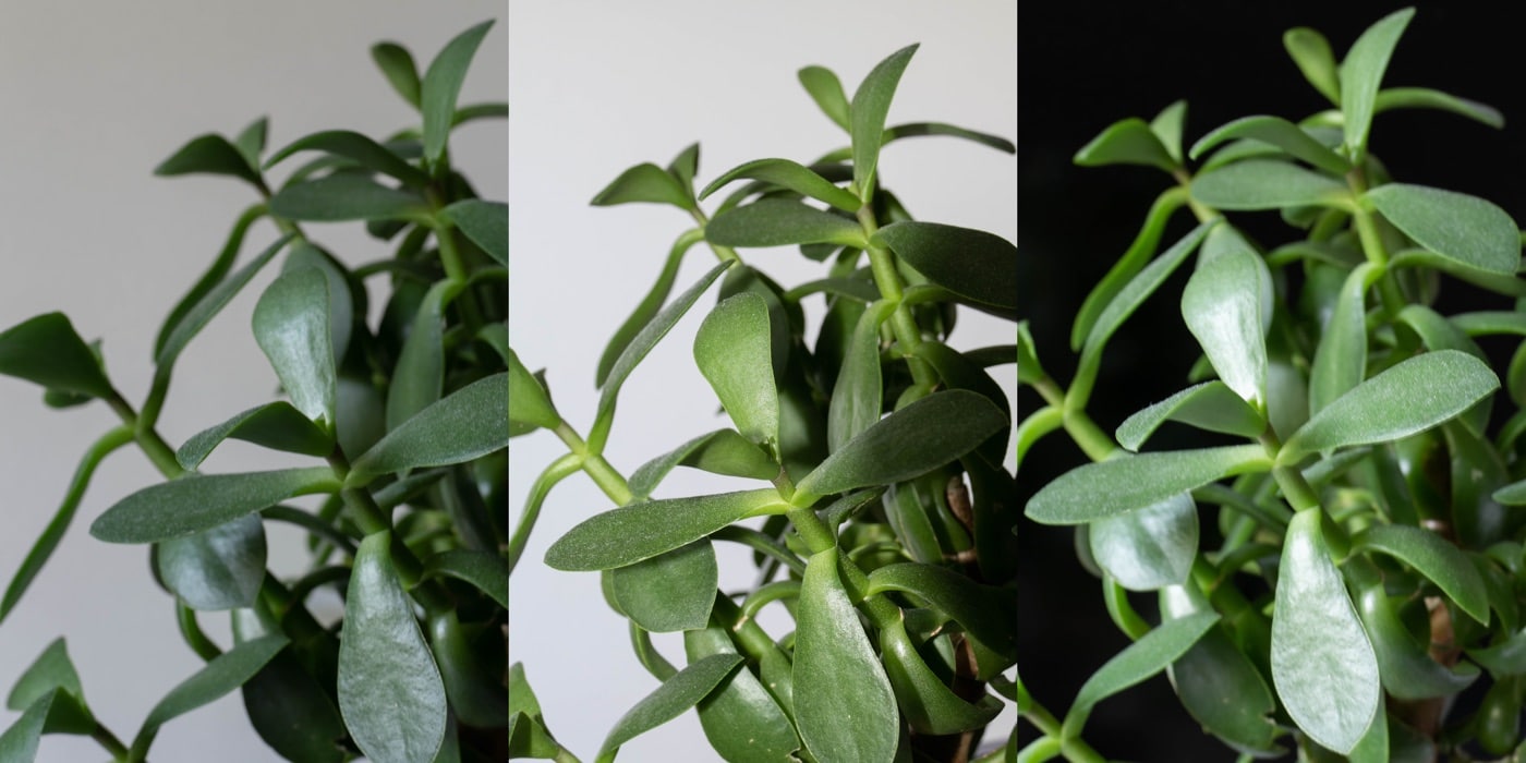 Houseplant photographed under contrasting light and dark conditions