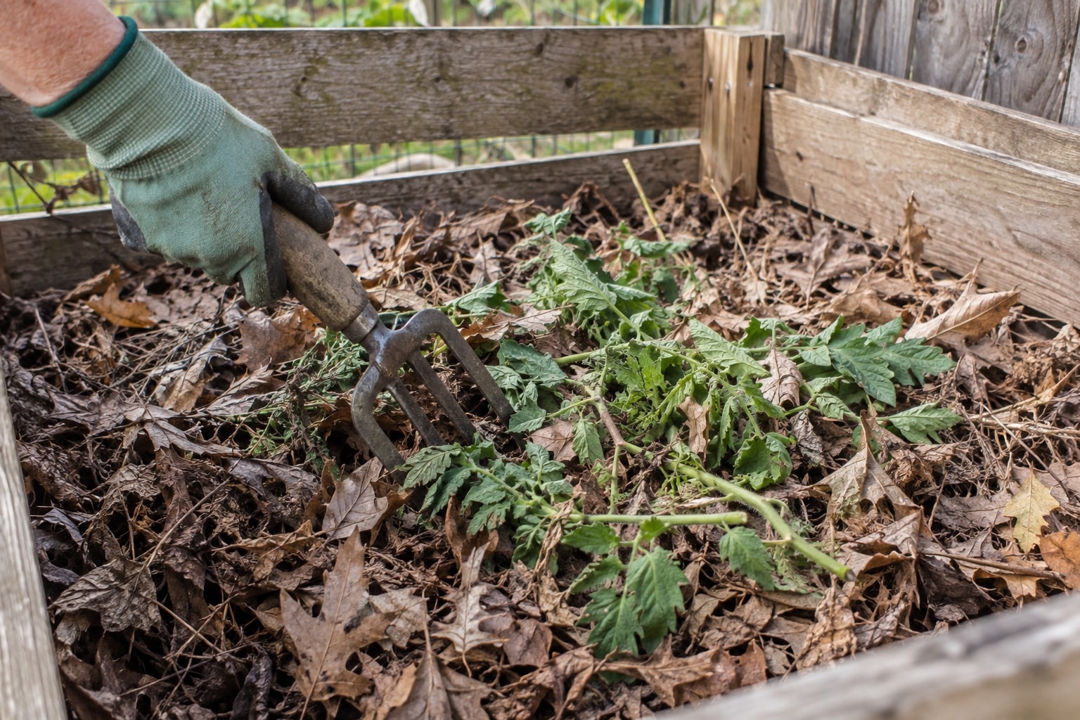 A gloved hand using a garden fork to mix tomato trimmings with dry leaves (AI-generated illustration).