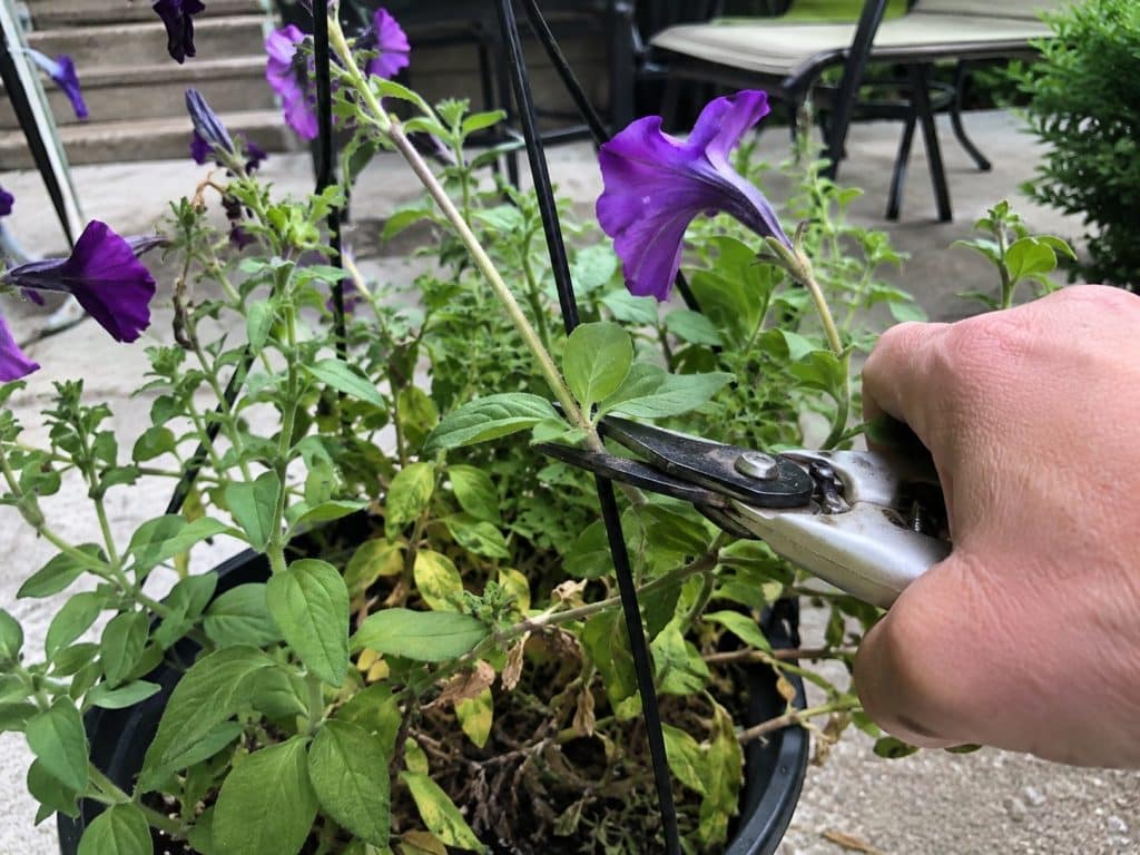 Gardener cutting a leggy purple petunia stem just above a healthy leaf node