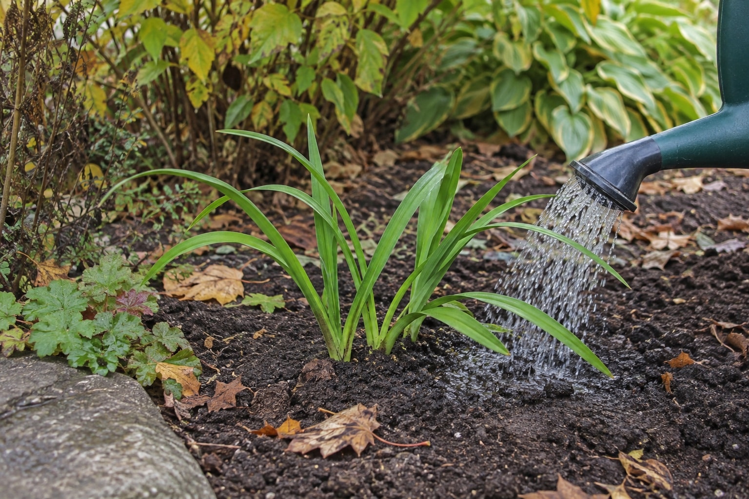 A watering-can spout directing water onto soil beside a newly planted daylily division (AI-generated illustration).