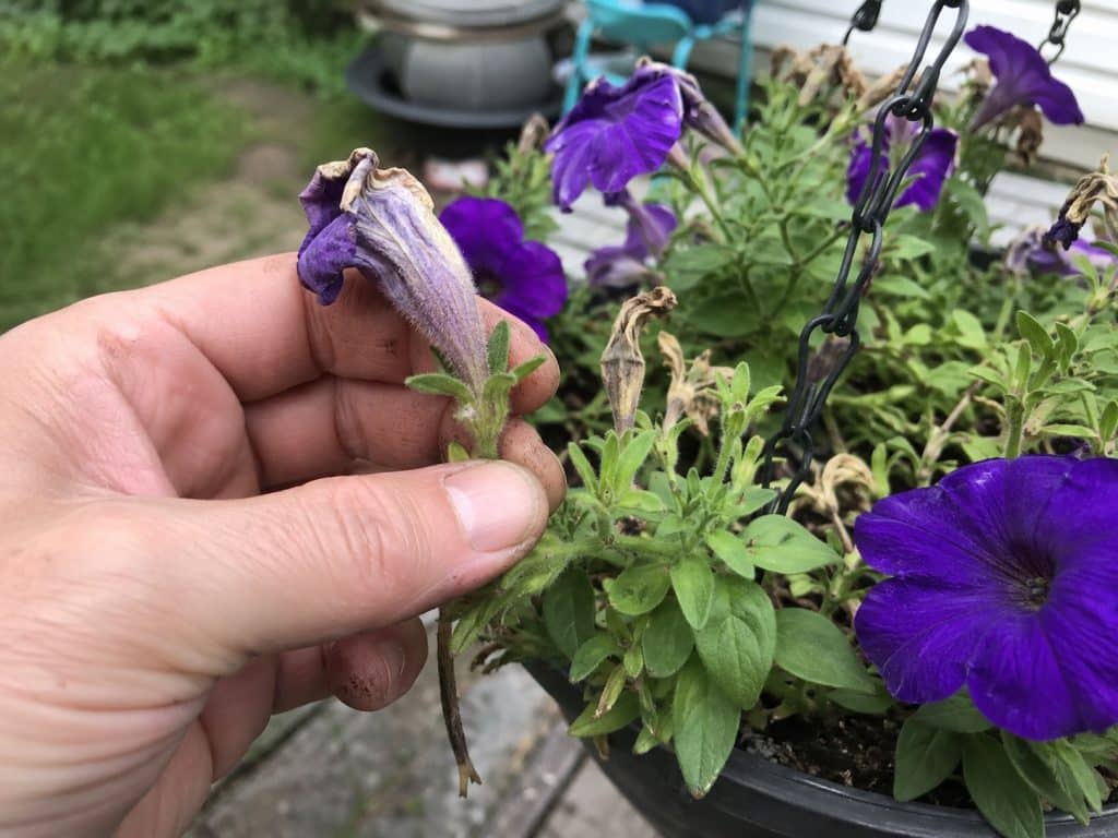 Gardener removing a faded purple petunia flower and the seed capsule behind it