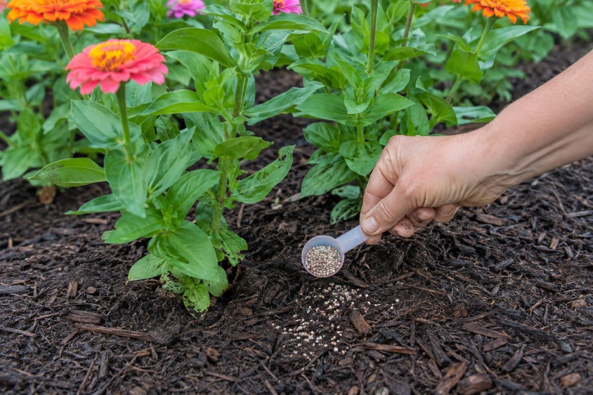 Gardener applying a small measured scoop of balanced fertilizer to soil around late-summer zinnias