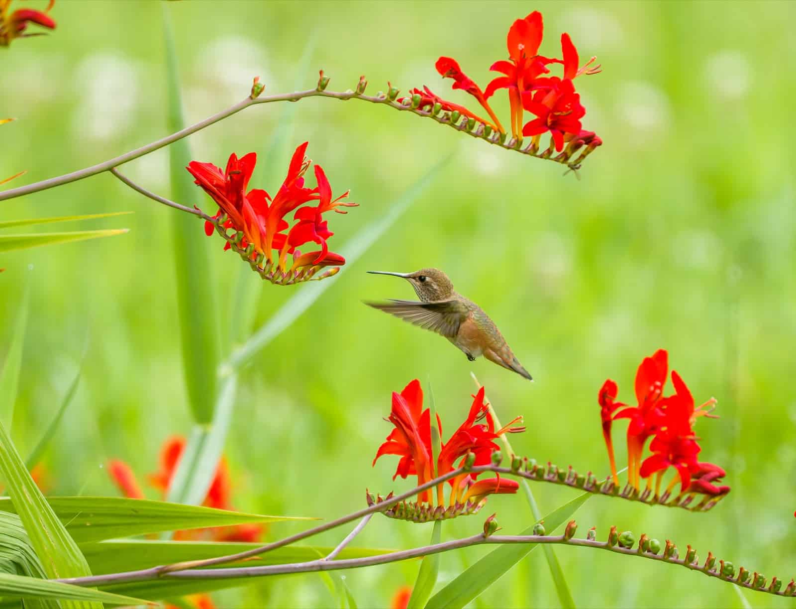 Hummingbird hovering among red crocosmia flowers.