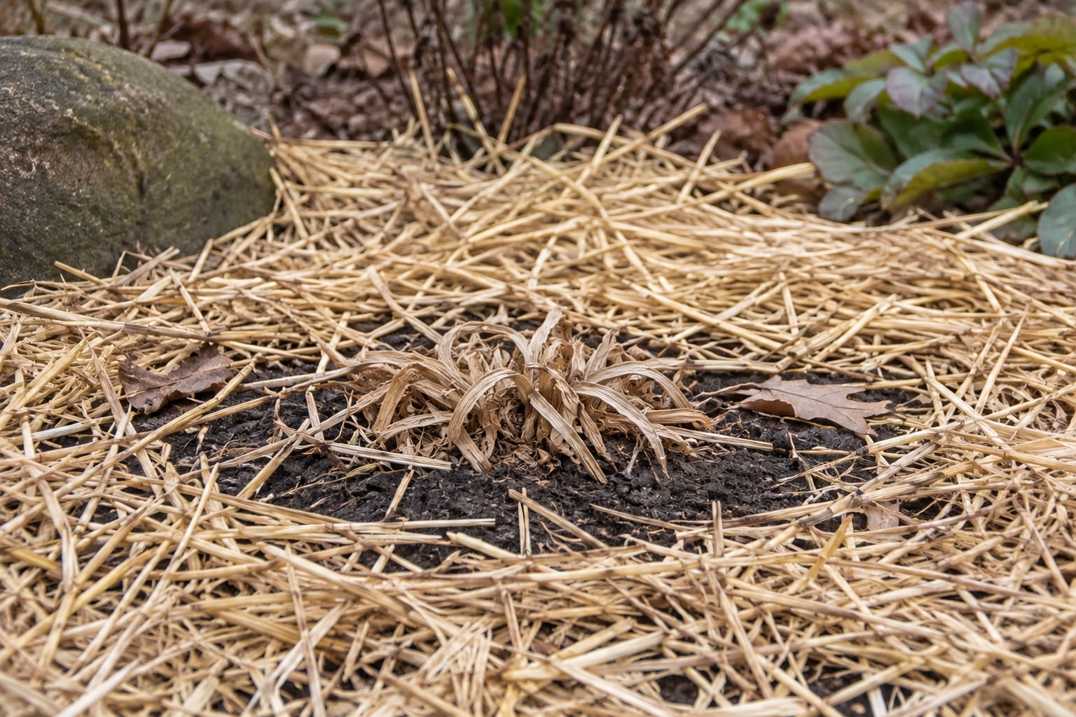 Dormant brown daylily leaf bases in a late-autumn bed with loose straw on the surrounding soil (AI-generated illustration).