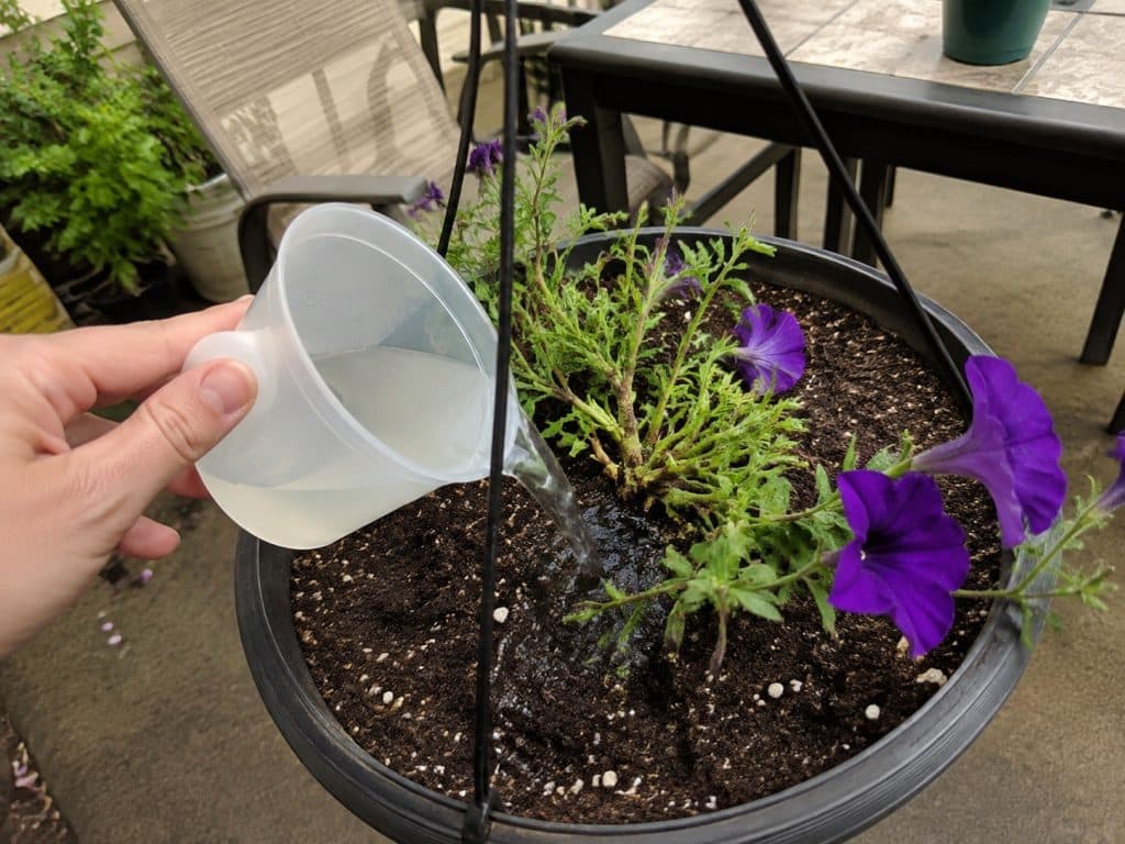 Diluted liquid fertilizer being poured onto moist soil around freshly pruned purple petunias