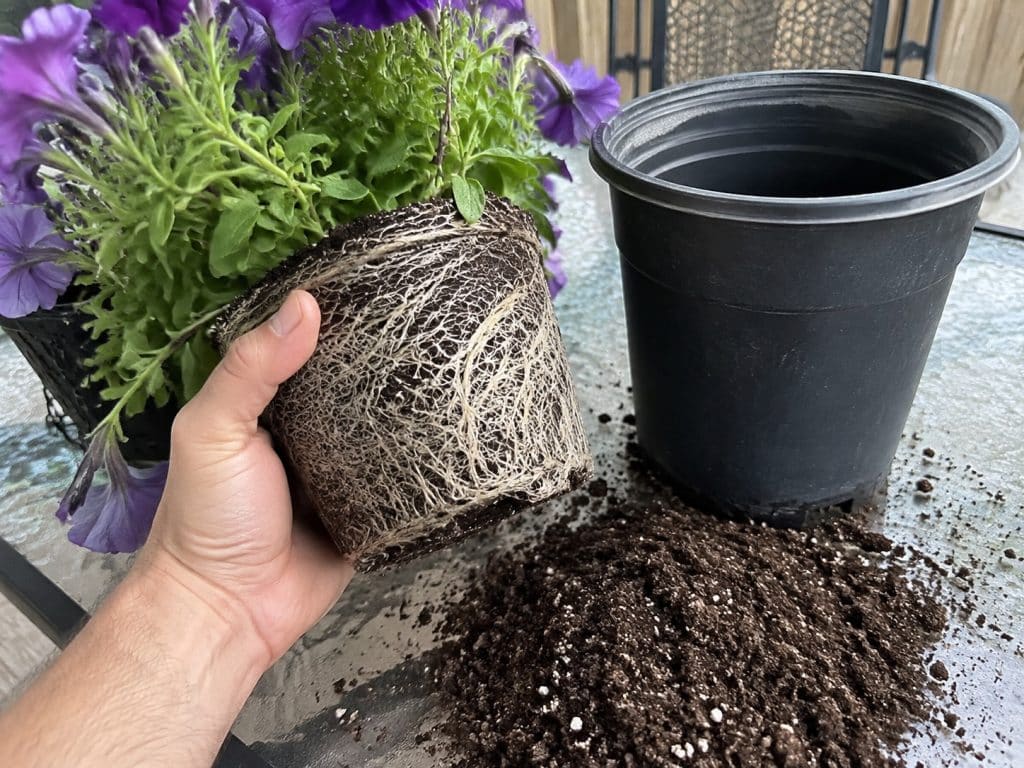 Rootbound purple petunia lifted from its pot beside a larger container and fresh potting mix