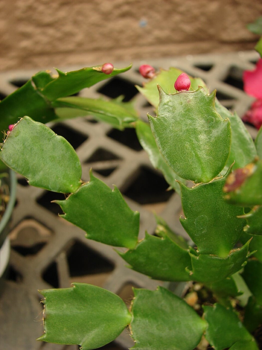 Thanksgiving cactus covered with developing flower buds