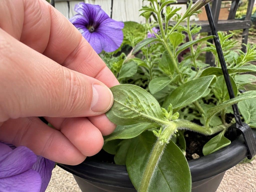 Gardener inspecting green aphids clustered under a purple petunia leaf