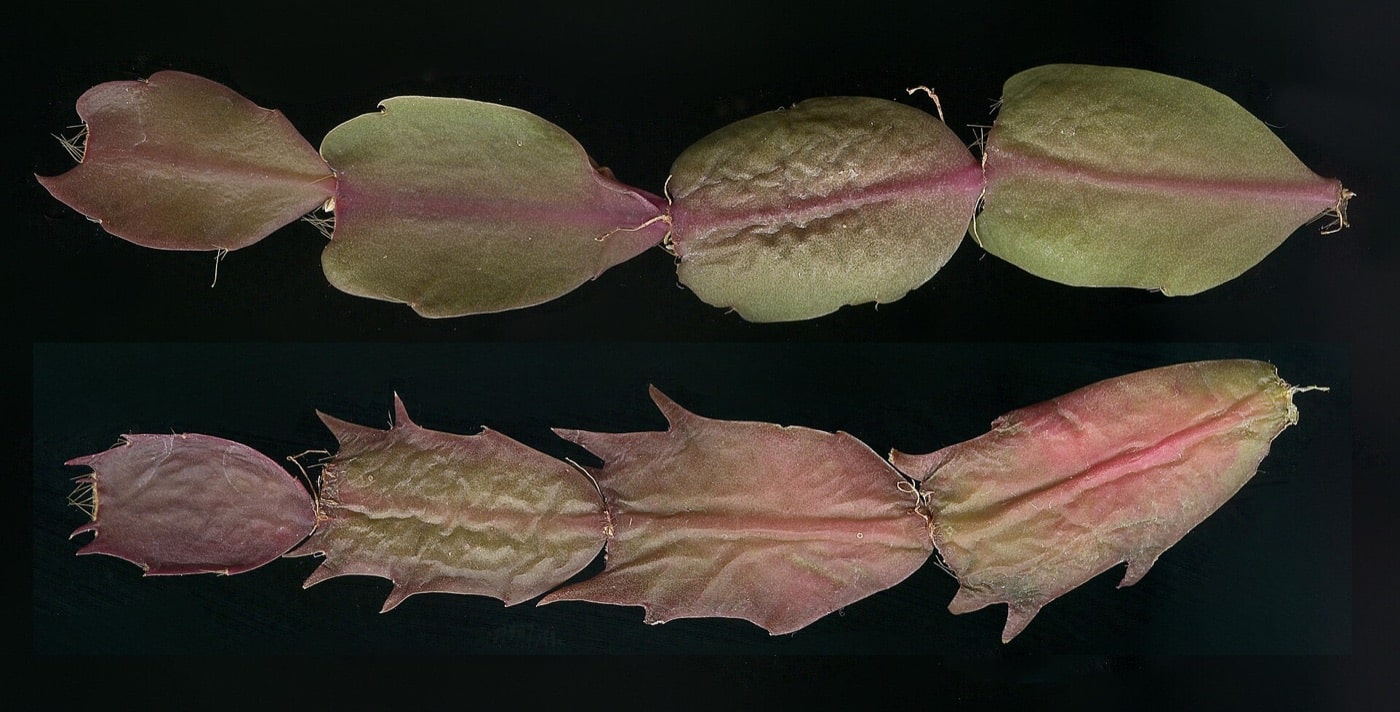 Comparison of rounded Christmas cactus and pointed Thanksgiving cactus stem segments