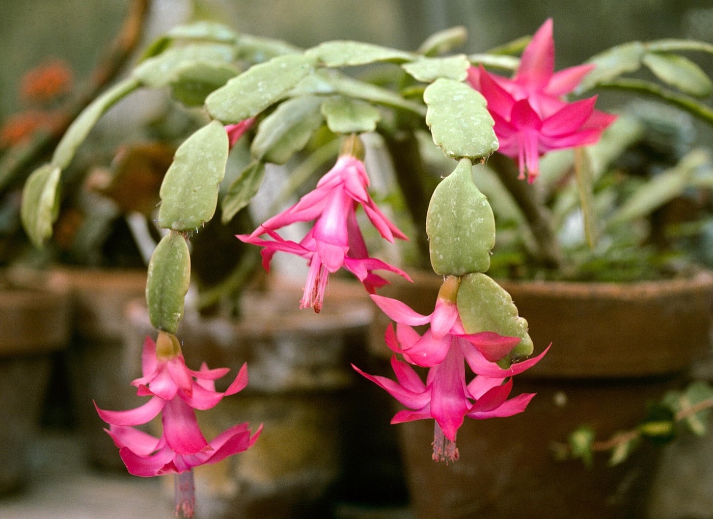 True Christmas cactus with rounded stem segments