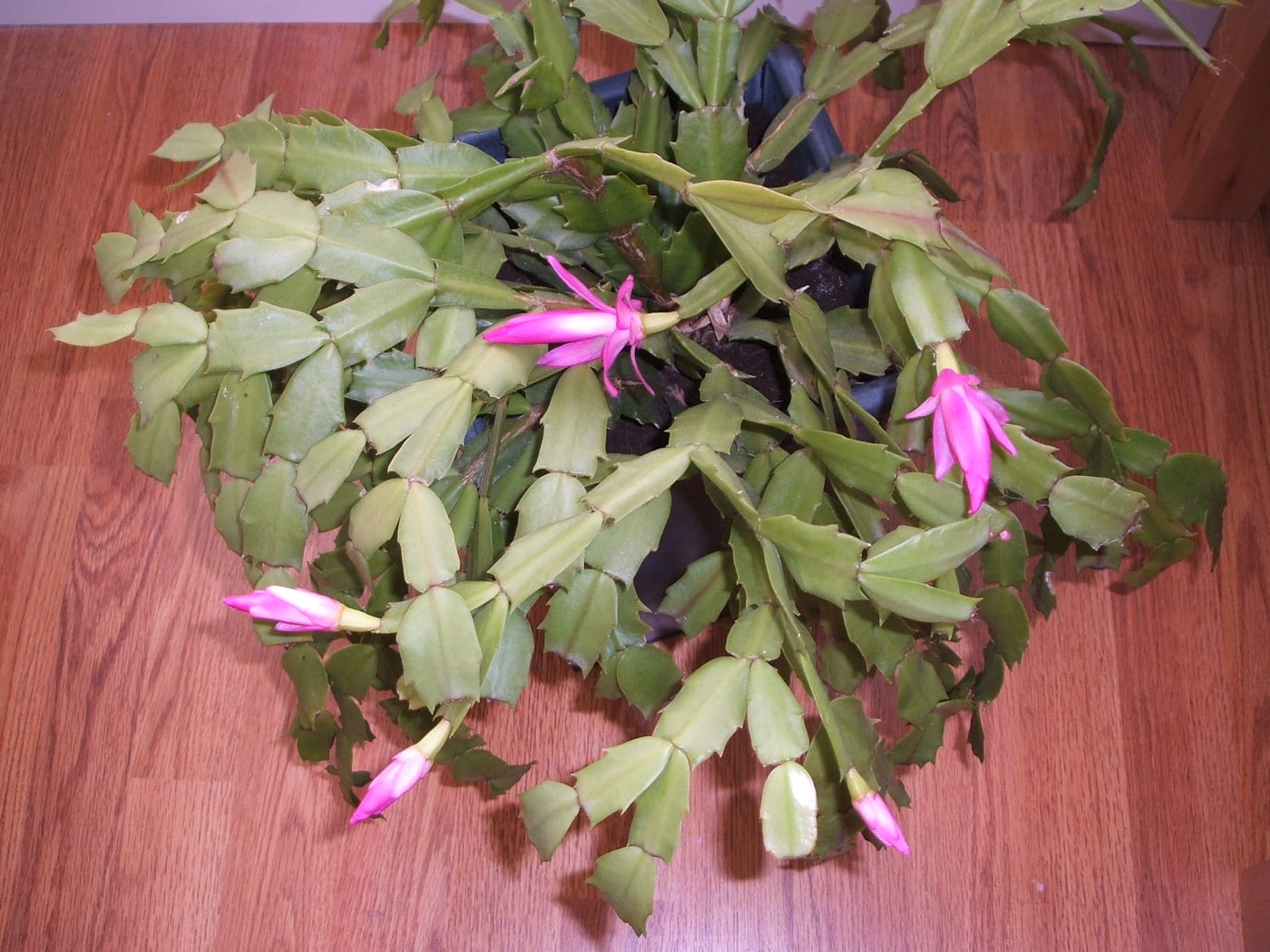 Potted Christmas cactus in full bloom