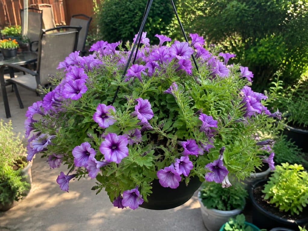 Recovered purple petunia hanging basket filled with healthy foliage and abundant blooms