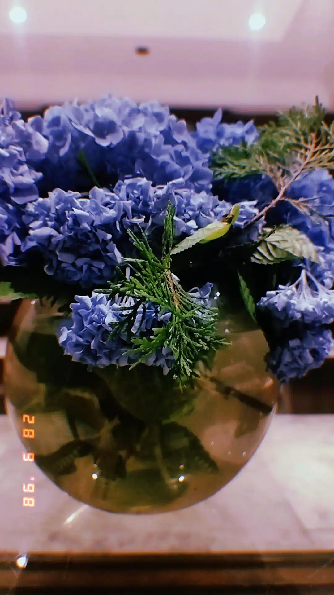 Hydrangea plant growing in a black nursery pot