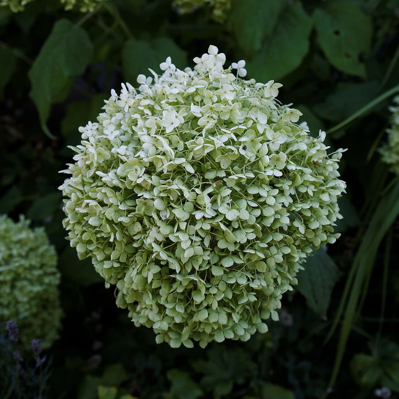 Pale green hydrangea flower cluster in full bloom