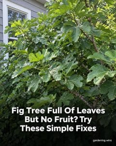Leafy fig tree beside a house with the headline Fig Tree Full of Leaves but No Fruit? Try These Simple Fixes