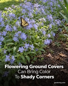 Gardening Wins graphic showing a yellow swallowtail butterfly among pale blue flowers in a shady garden bed.