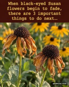 Two fading black-eyed Susan flowers with brown petals, beneath a headline about three things to do next.