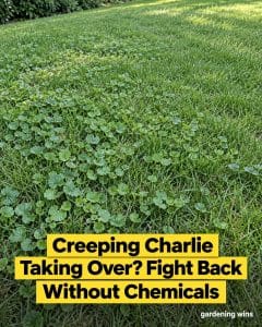 Gardening Wins graphic showing creeping Charlie spreading through a lawn, with a headline about controlling it without chemicals