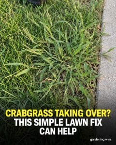 Gardening Wins graphic showing a spreading grassy weed beside a sidewalk with a headline about helping a crabgrass-infested lawn