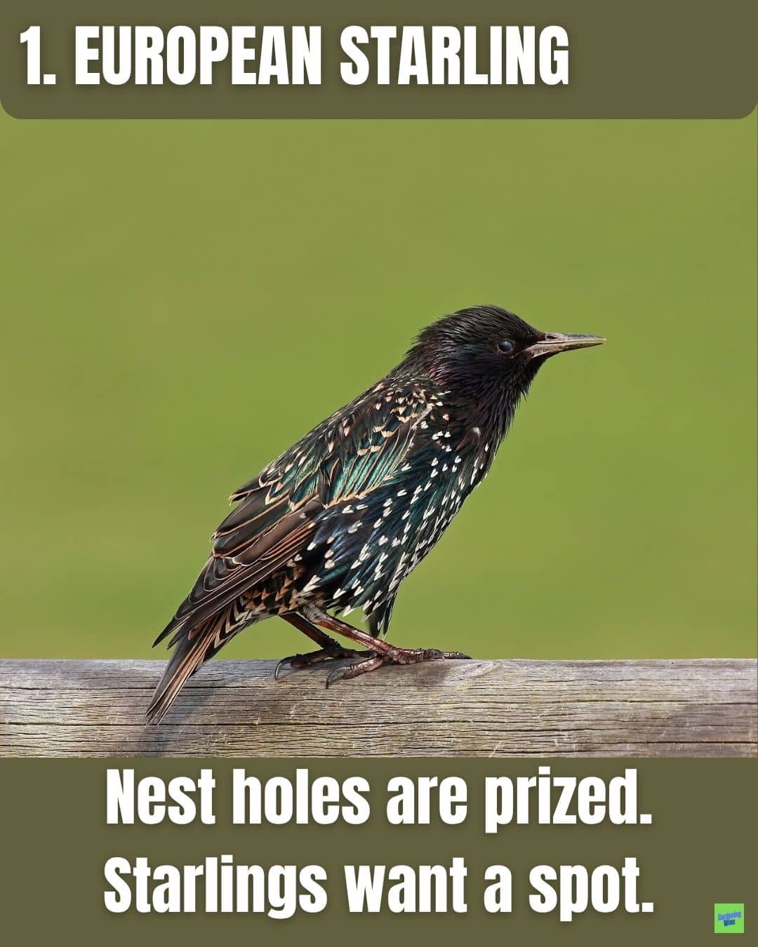 European starling with glossy dark feathers and pale speckling.