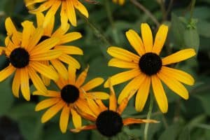 Black-eyed Susans left standing in a late-summer perennial garden