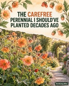 Apricot-orange Geum flowers beside a garden path with text calling it a carefree perennial