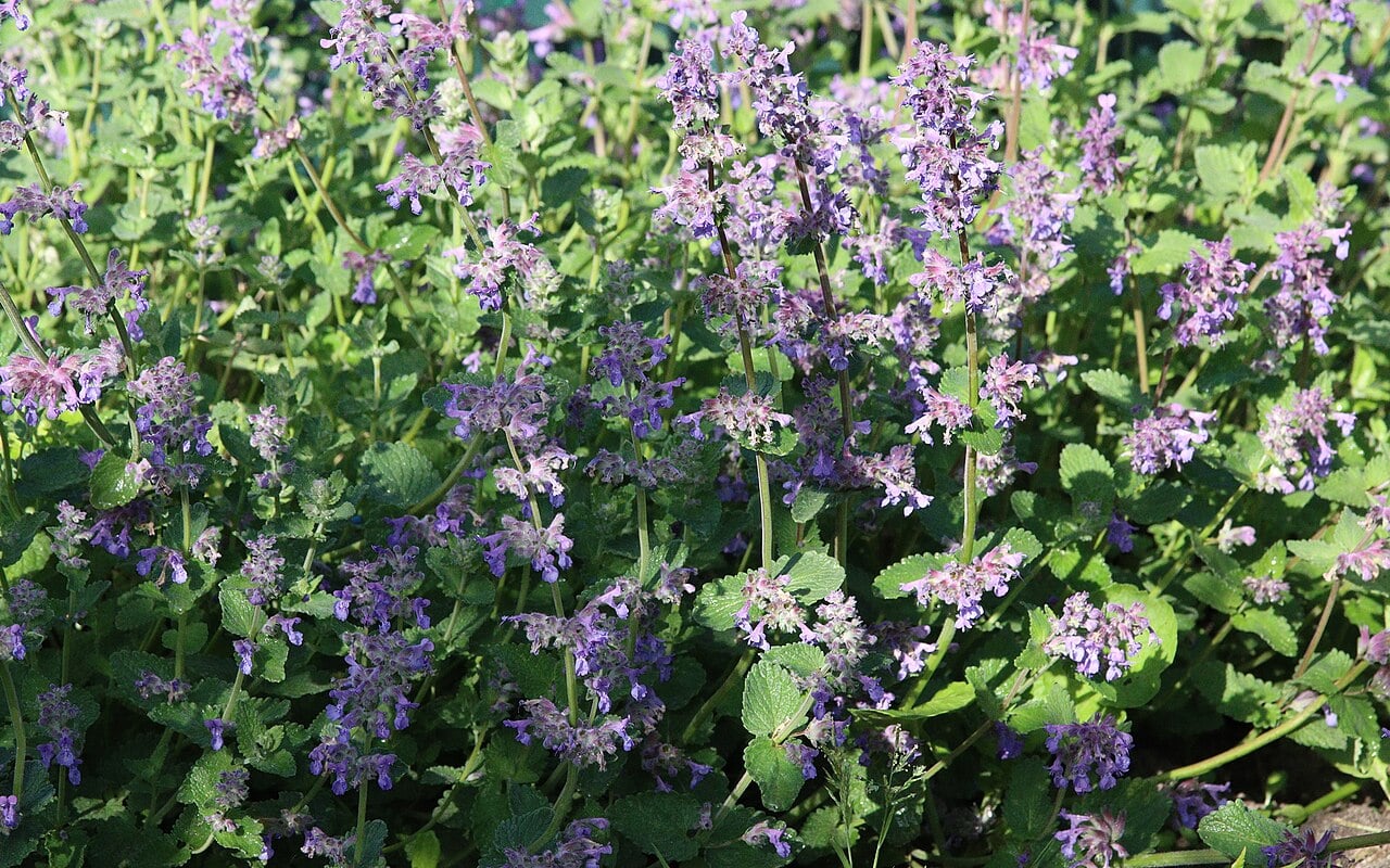 Flowering Faassen's catmint with lavender-blue blooms and gray-green leaves