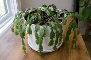 Limp green segments on a potted Thanksgiving cactus commonly sold as a Christmas cactus