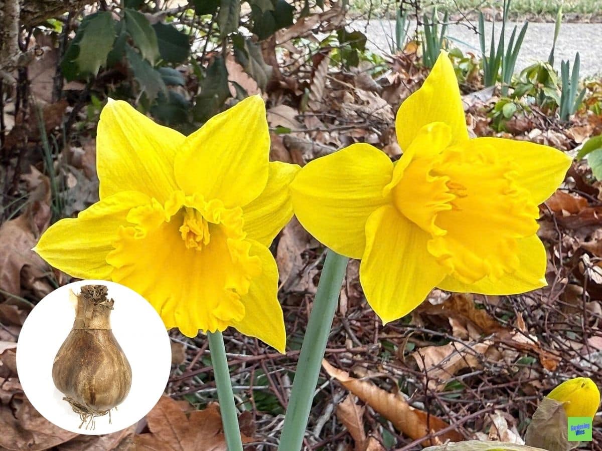 Yellow King Alfred Improved trumpet daffodils with a circular inset of a brown bulb