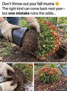 Planting a potted fall mum in a garden bed before winter