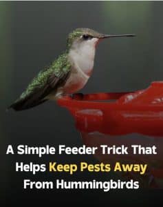 Female hummingbird perched on a red feeder beside text about keeping pests away