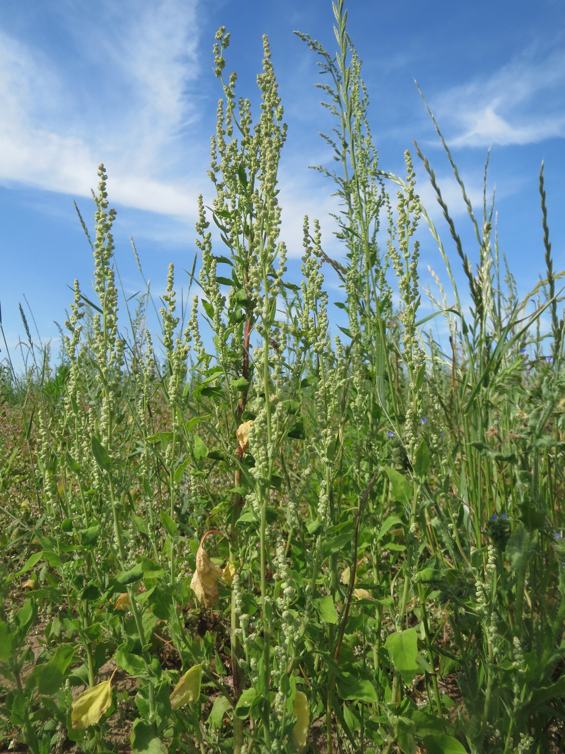 Mature common lambsquarters plants with branching stems, toothed leaves, and green flower clusters