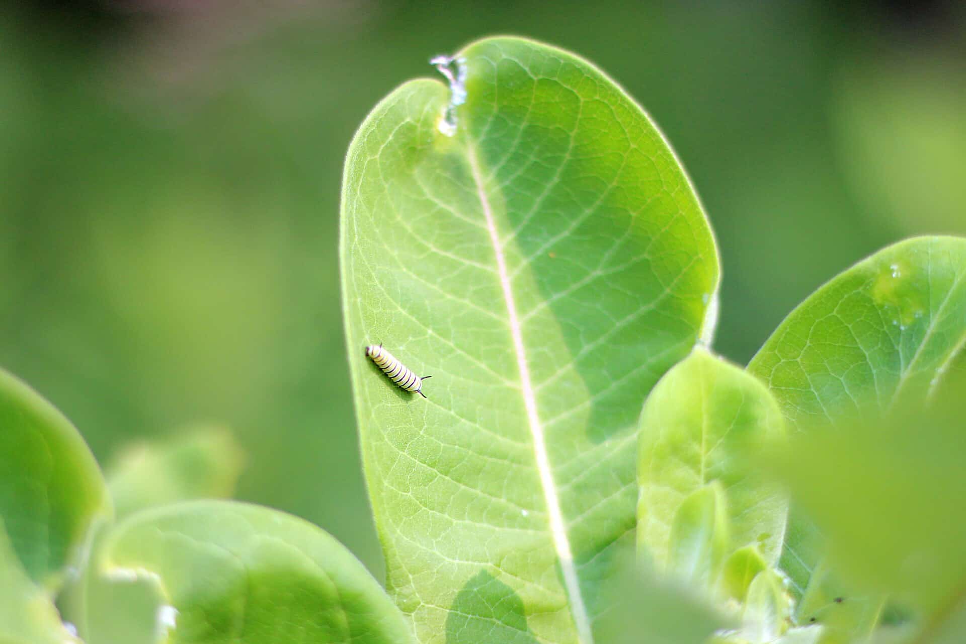 Young monarch caterpillar feeding on a common milkweed leaf