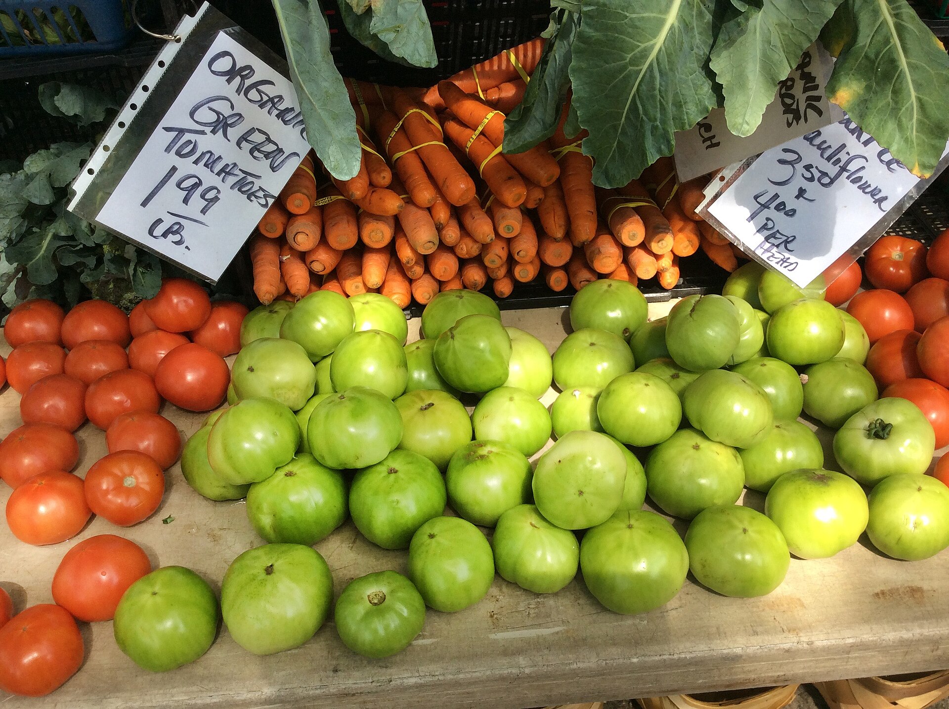 A mix of ripe red tomatoes and mature green tomatoes gathered before frost
