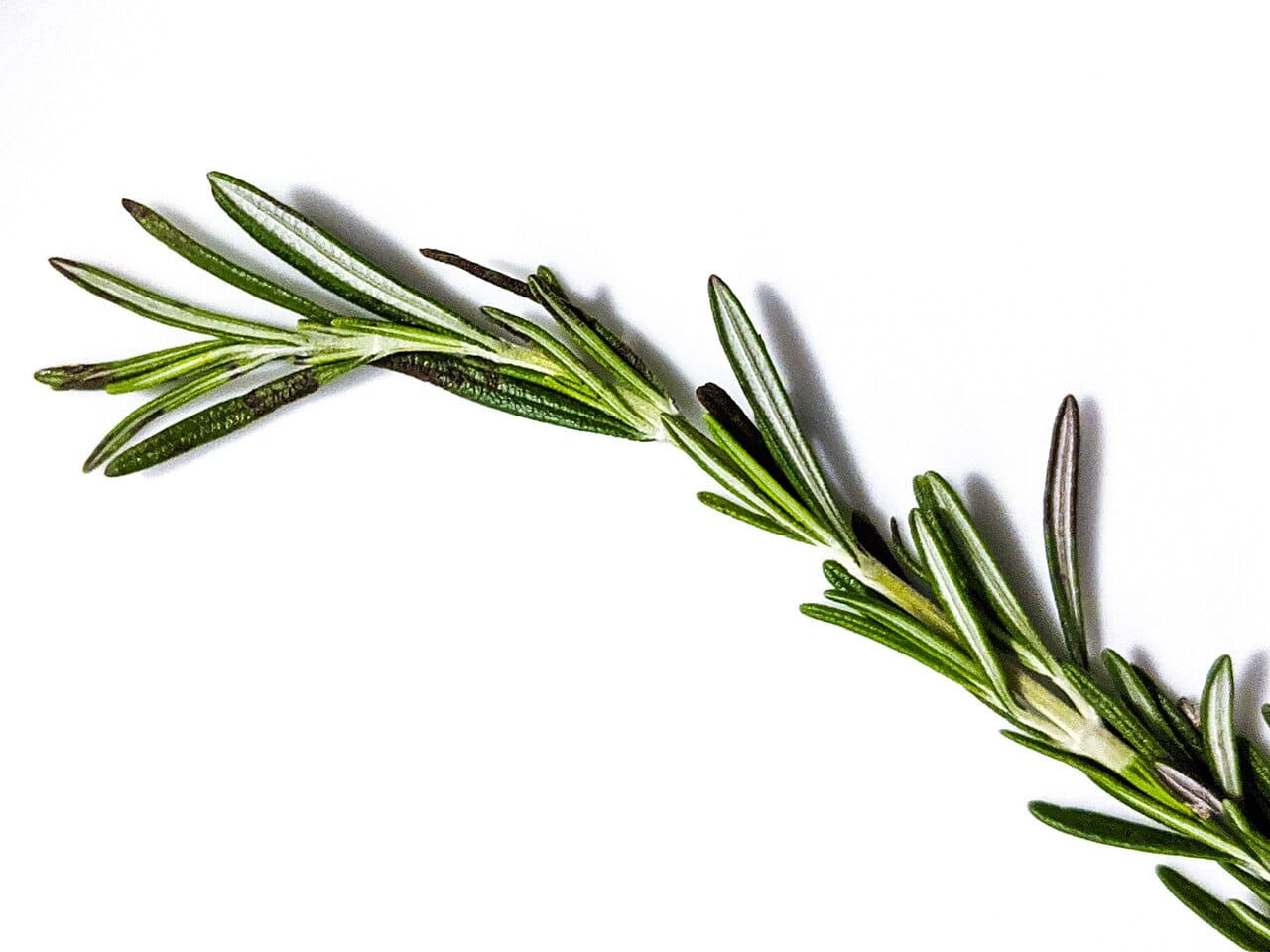 A leafy rosemary sprig with narrow green leaves against a white background