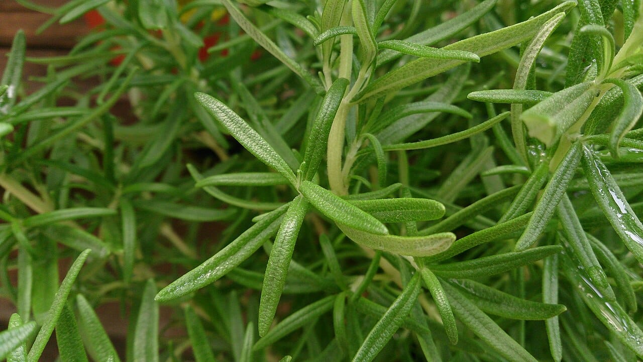 Close view of fresh rosemary leaves growing along pale green stems