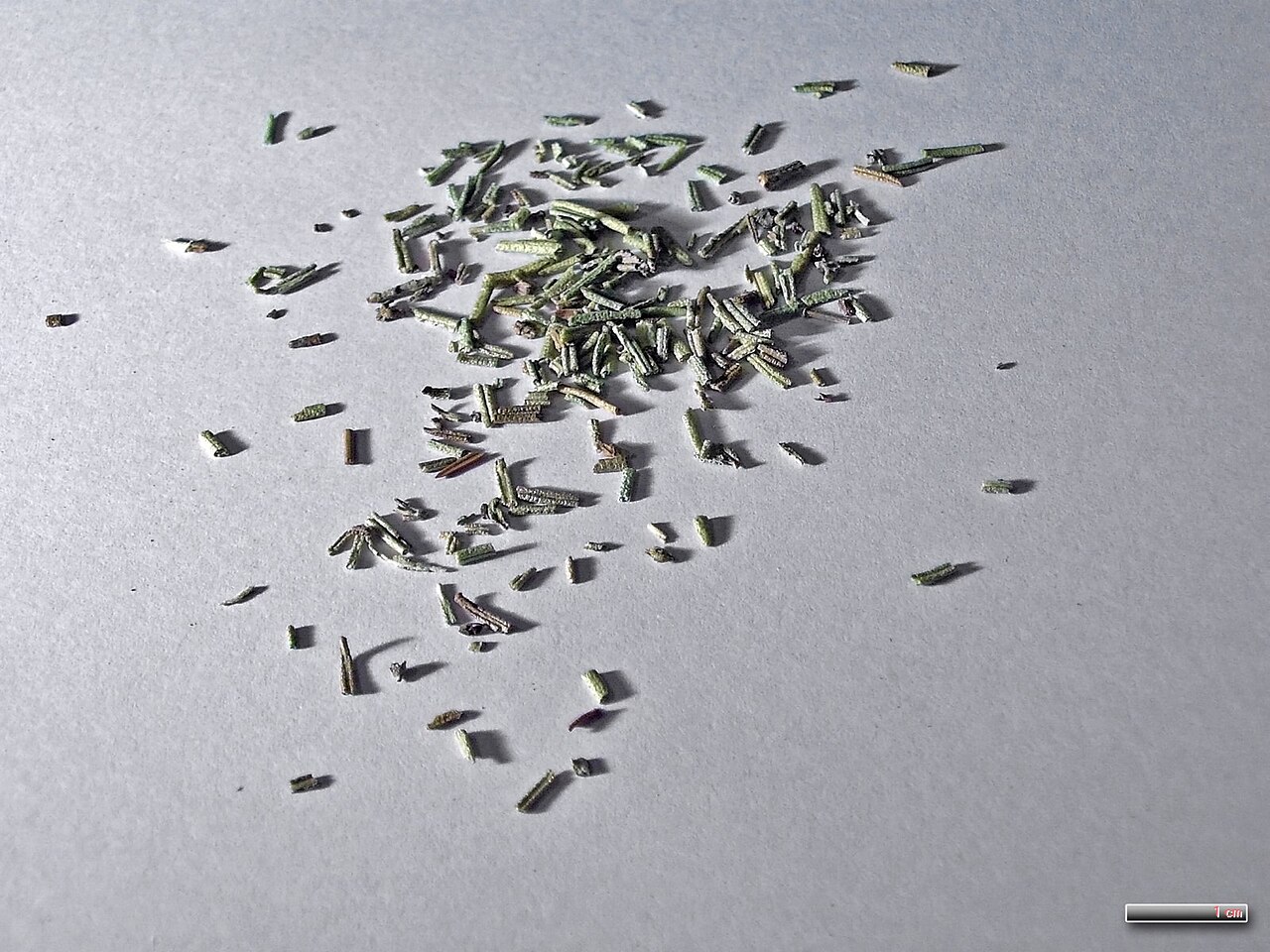 Small pieces of dried rosemary leaves on a gray surface beside a scale marker