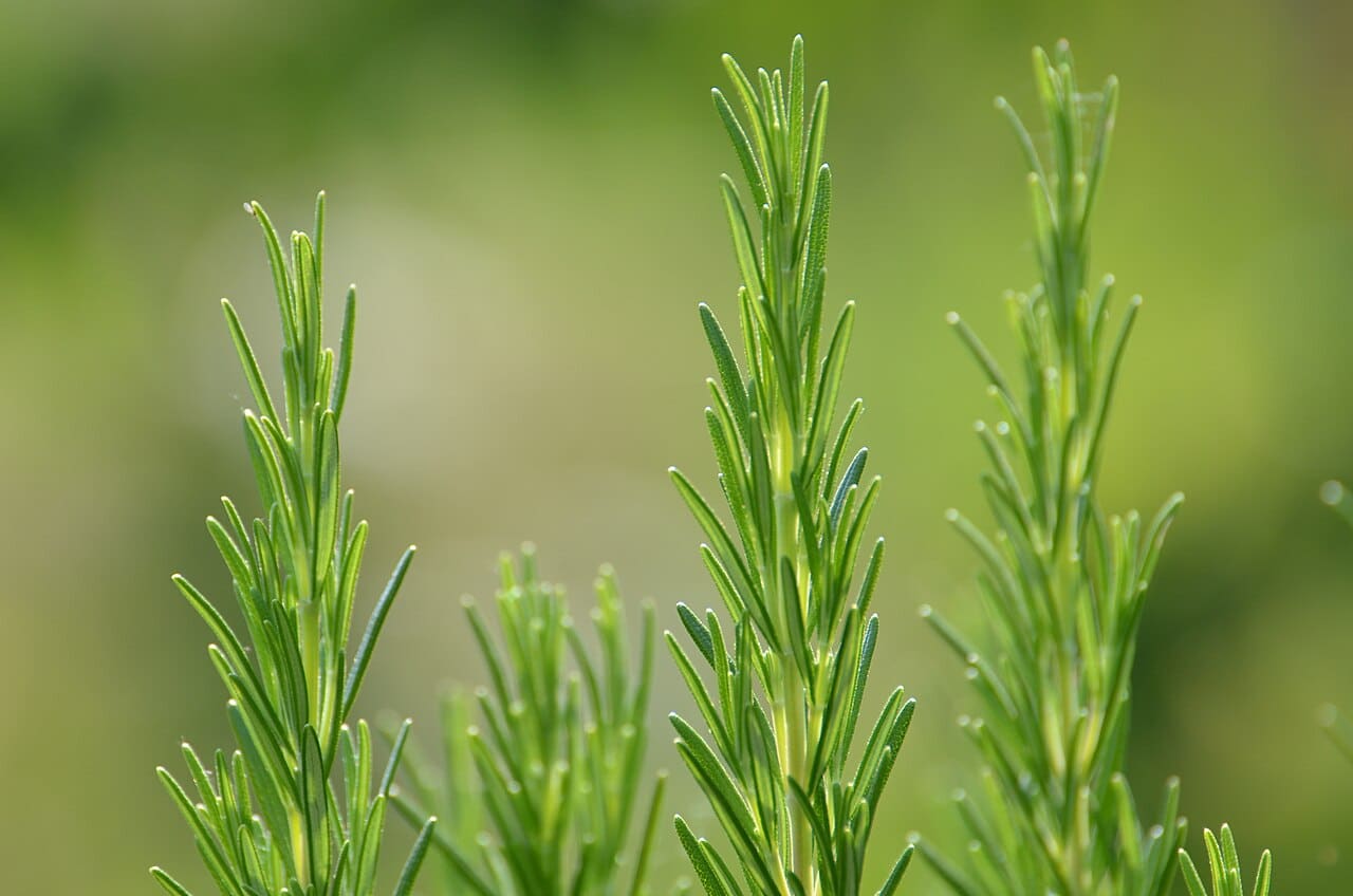 Upright leafy rosemary shoots backlit against a soft green background