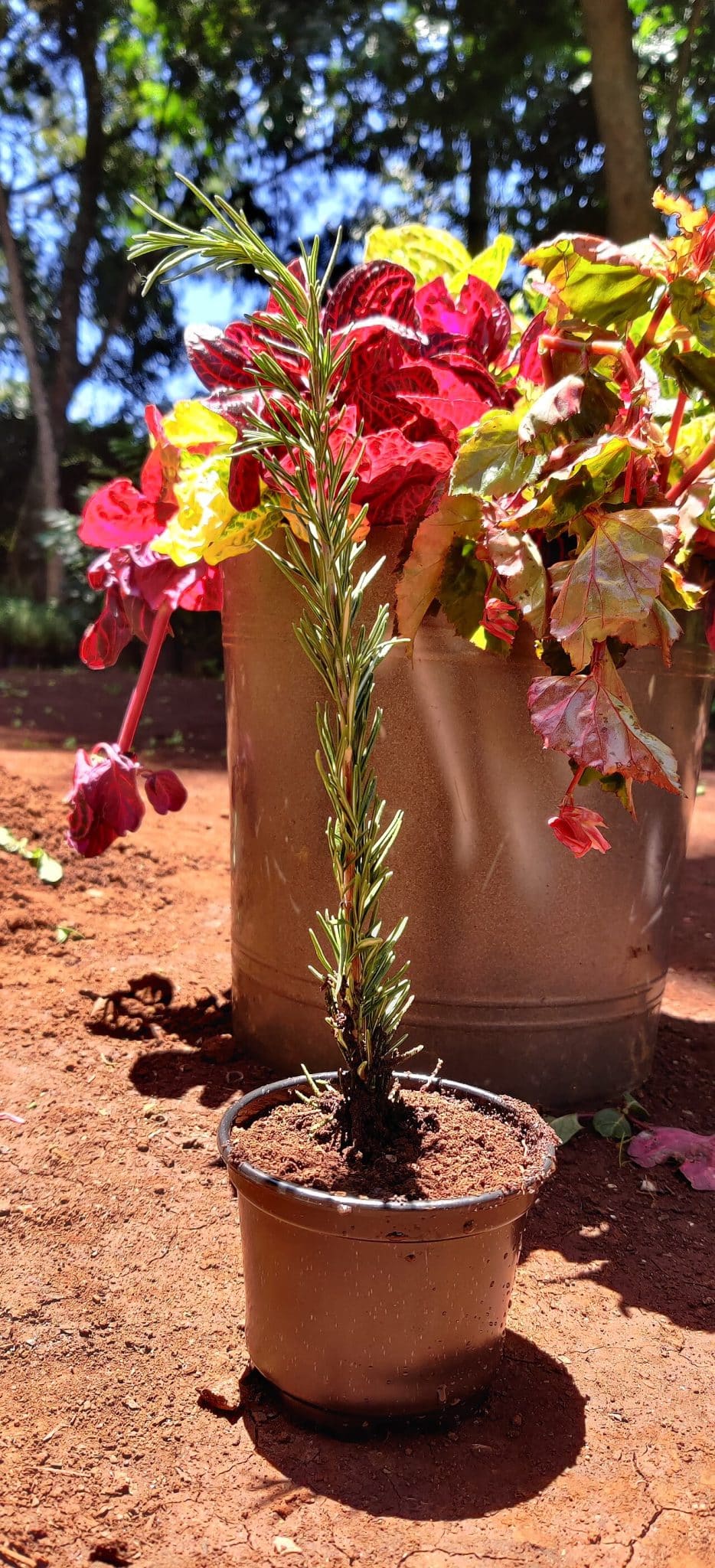 A young upright rosemary plant in a small pot in front of colorful foliage