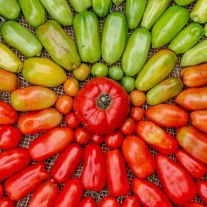 Homegrown tomatoes arranged from green and unripe to fully red and ripe