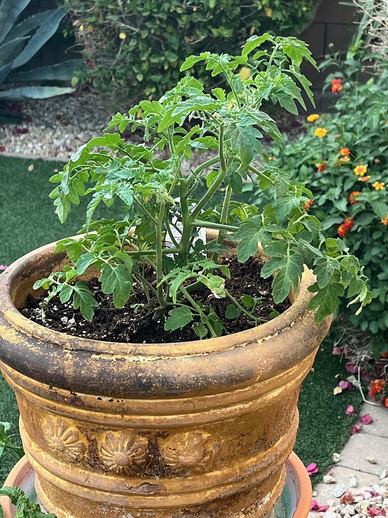 Healthy green tomato plant growing in a large outdoor pot