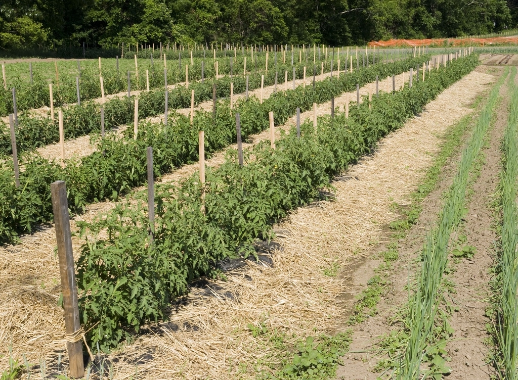 Rows of tomato plants supported by stakes and surrounded by straw mulch