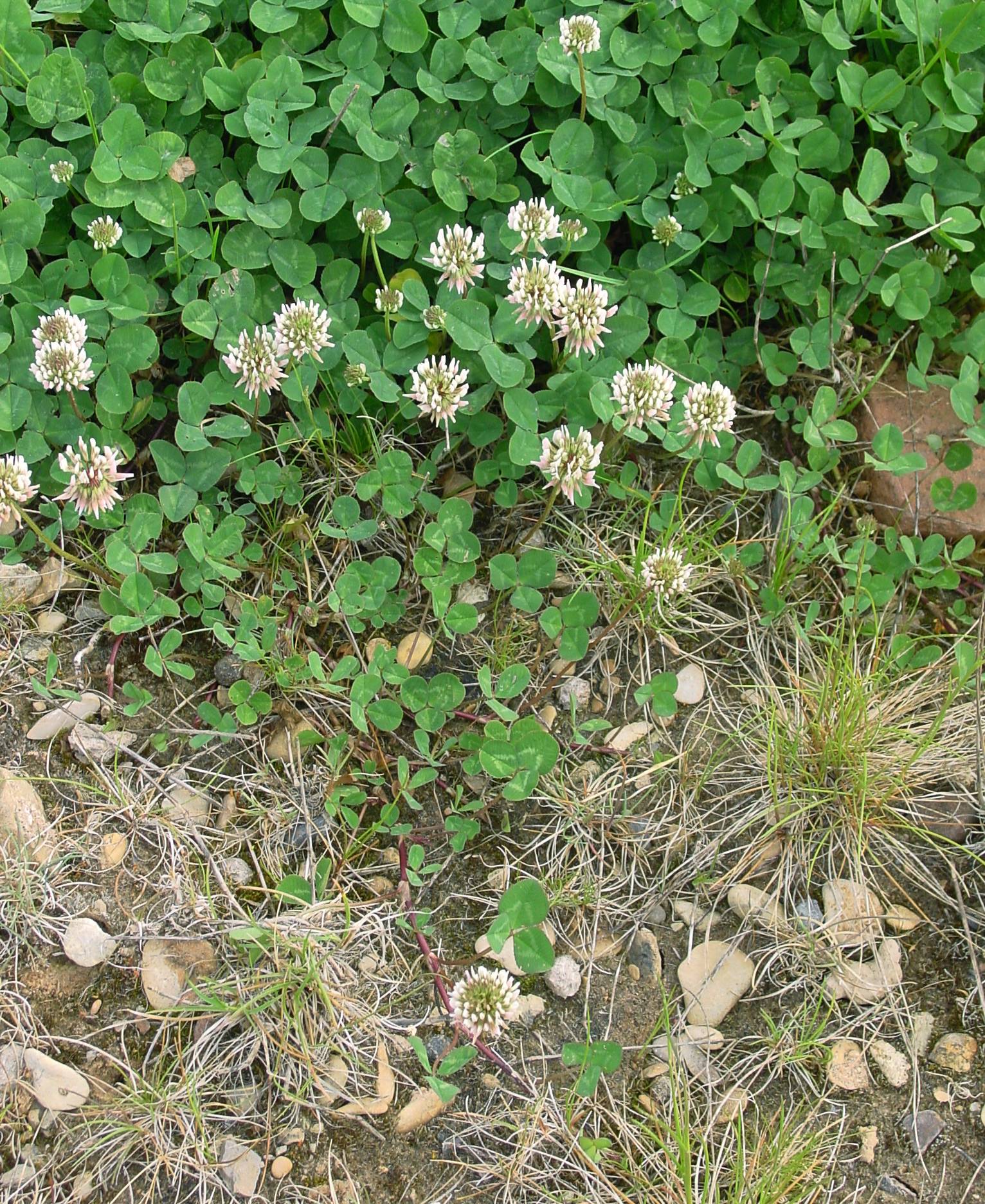 White clover growing as a low mat with three-part leaves and round white flower heads