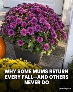 Purple mums in a black porch pot beside yellow mums and a pumpkin, with the headline “Why some mums return every fall—and others never do.”