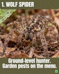 Wolf spider on garden leaf litter with its large forward-facing eyes visible