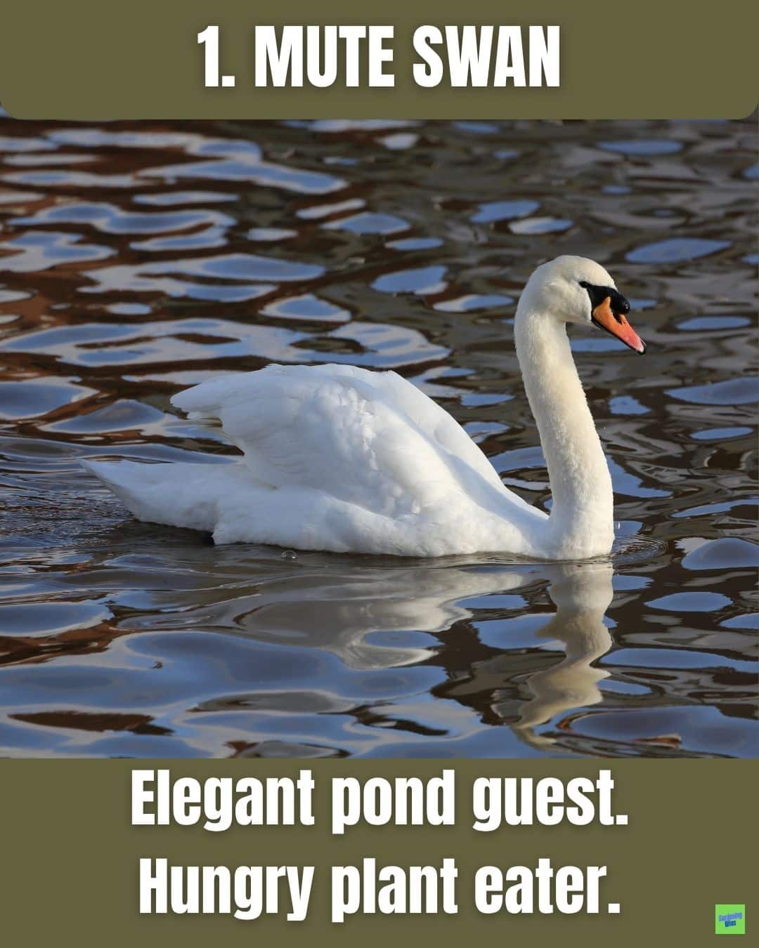 Mute swan on water, showing an orange bill and black knob.