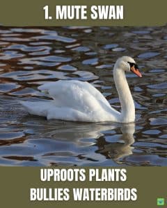 Mute swan with an orange bill and black basal knob, swimming on a pond.
